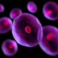 Kök Hücre Araştırmalarının Yararları ve Zararları