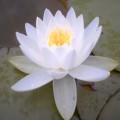 Lotus Çiçeğinin Anlamı