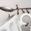 Mutfaktaki Böcek ve Karıncalardan Kurtulmanın Yolları