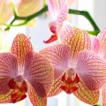 Orkide Bakımı Nasıl Yapılır?