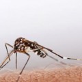 Sivrisinek Sokmasına Karşı Doğal Yöntemler